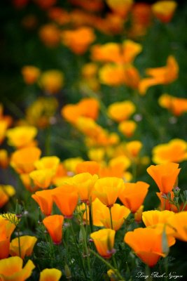 poppies