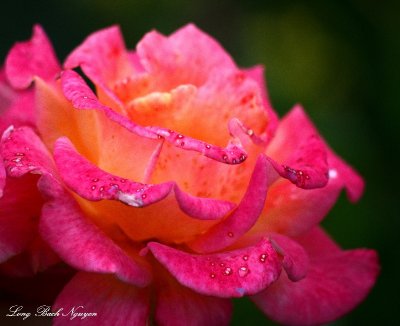 rose