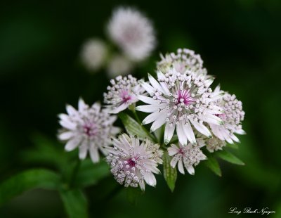 flowers Astrantia Major