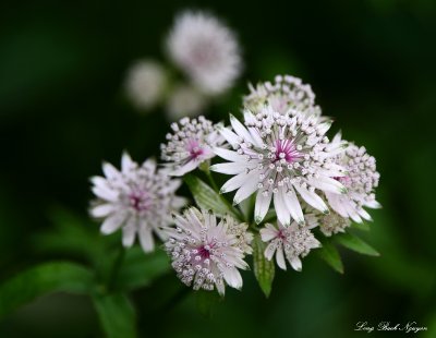 flowers   Astrantia Major