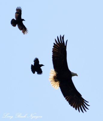 Ravens chased Eagle, Vancouver Island BC, Canada 