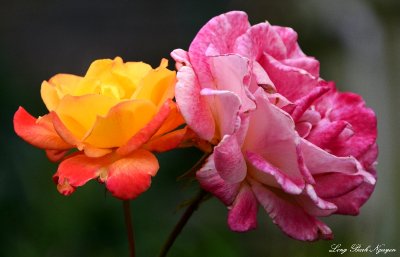 Pink and Orange Roses 