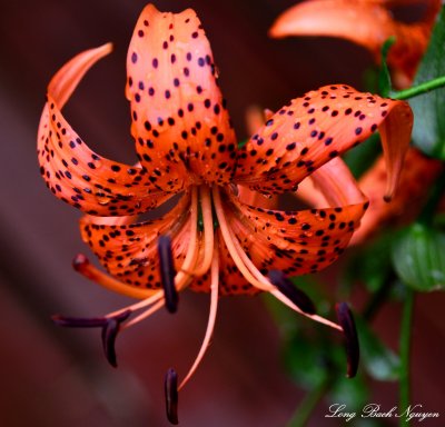 tiger lily