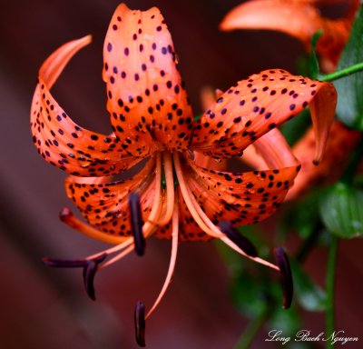 tiger lily  