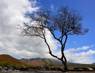 Windswept tree, La Perouse Bay, Maui, Hawaii  