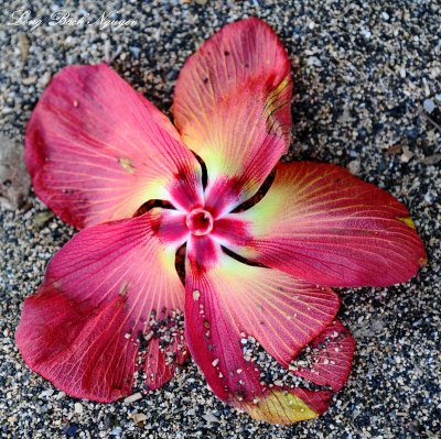 flower on beach  
