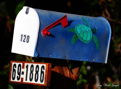 turtle mailbox  
