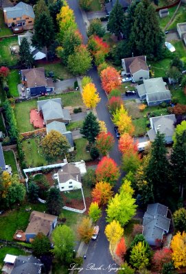 fall colors on quite street, Seattle 
