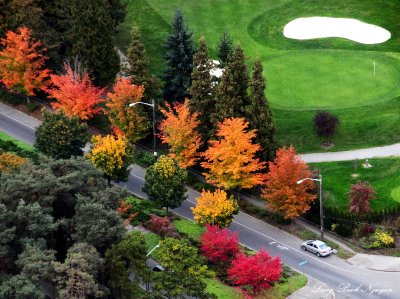 Fall colors over Jefferson Golf Course, Beacon Hill, Seattle 