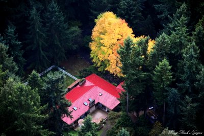 Red Roof and Yellow tree 