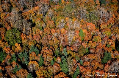 fall foliages over Sammanish, Washington 