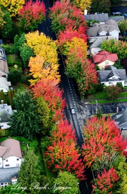 fall colors in Central District Seattle 