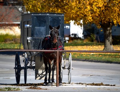 horse and carriage parking, Kalona Iowa 