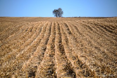 tree on wheat field  