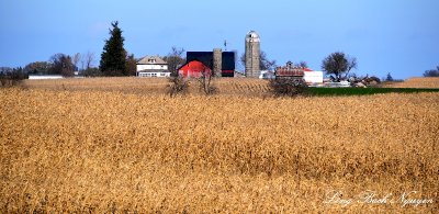 Red Barn and Silos, Wheat field, Kalona  Iowa  