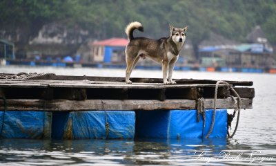 tough place for dog, Ha Long Bay, Vietnam  