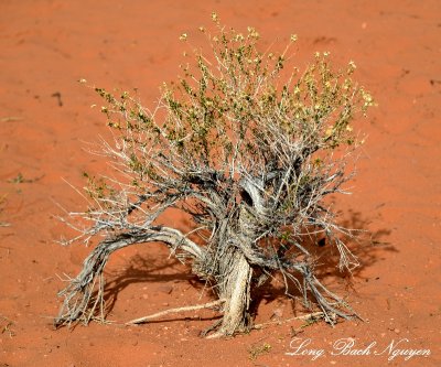 small plant, Horseshoe Bend Outlook, Page, Arizona  