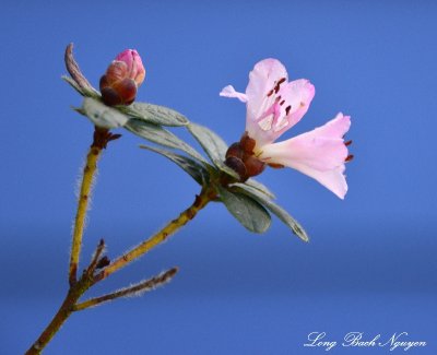 early bloom Rhodie  