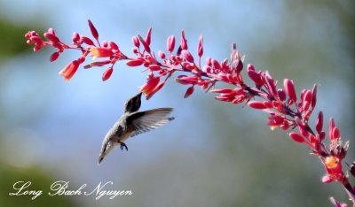 Hummingbird, Palm  Desert, California 