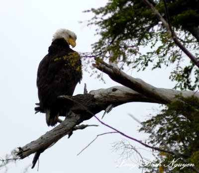Proud Eagle, Craig, Alaska  