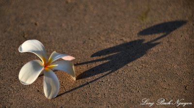 flower and shadow, Big Island, Hawaii  