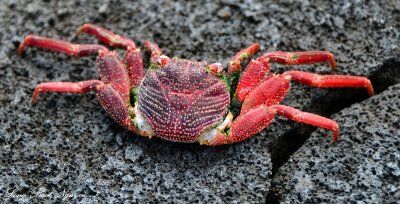 Red Crab, Big Island, Hawaii  