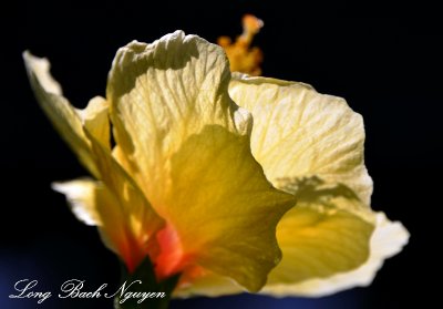 Hibiscus