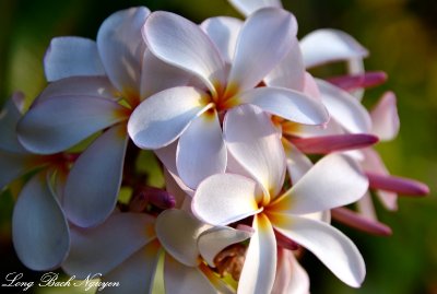 Plumeria Big Island Hawaii  