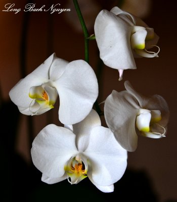 white orchids Fairmont Orchid Big Island Hawaii 