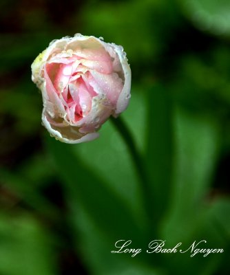 Tulip