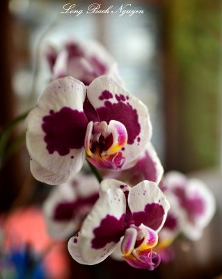purple orchids, west seattle 
