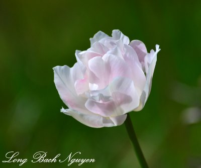 Tulip, West Seattle  