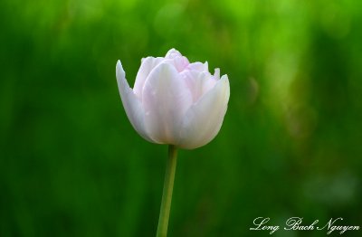 Tulip, West Seattle  