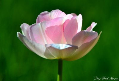 Tulip, grass field, West Seattle