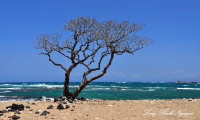 Windswept Tree, Kehaha Kai State Park, Kailua-Kona, Hawaii  