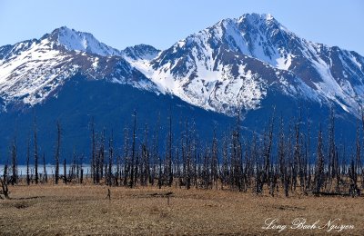 Dead Trees, Turnagain Arm, Mount Alpenglow, Girdwood, Alaska 