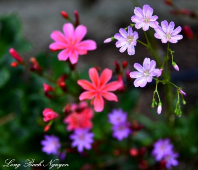 Colorful little flowers, Cottage Lake, Washington  