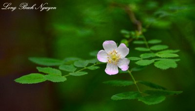 flower  