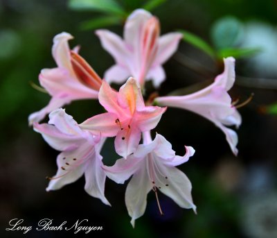 Pink Rhodie