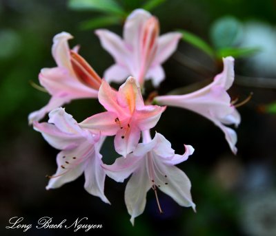 Pink Rhodie  