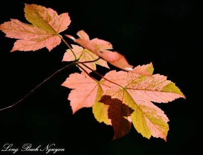Maple Leaves, Cottage Lake, Washington State  