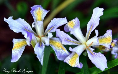 Iris Flowers, Cottage Lake, Washington State 