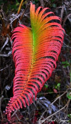 Colorful Fern, Big Island, Hawaii  