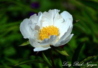 White Peony  