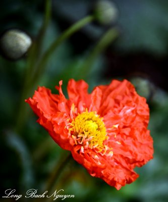 Orange poppy