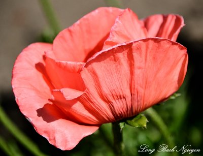 Pink Poppy