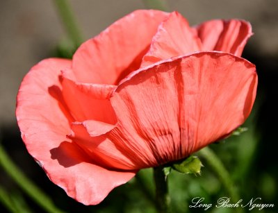 Pink Poppy   