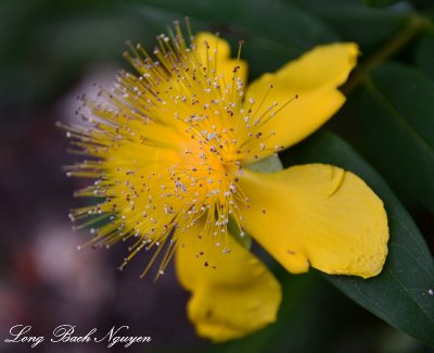 yellow flower