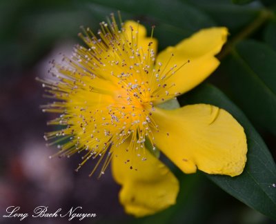 yellow flower 