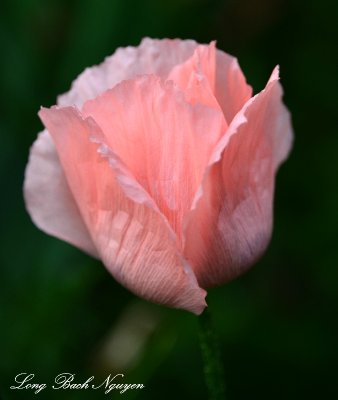 Delicate Poppy  